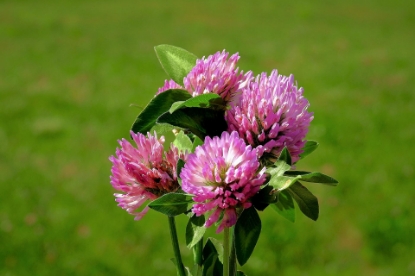 Picture of Organic Clover Red